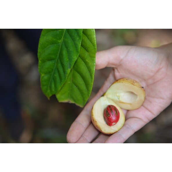 Muskatnuss_Macis_Tansania 5.jpg