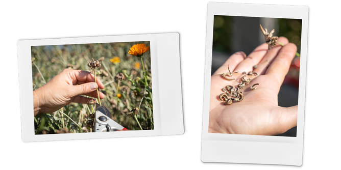 Saatgut | © SONNENTOR