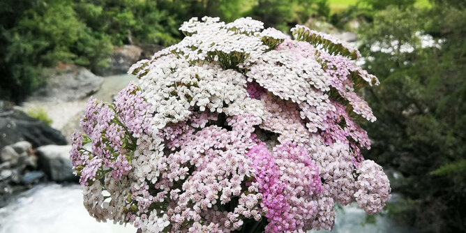 Schafgarbe | © SONNENTOR Auf dem Foto ist rosa-weiße Schafgarbe zu sehen. | © SONNENTOR