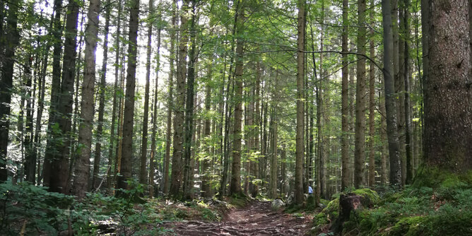Wald | © SONNENTOR Foto von einem Wald. | © SONNENTOR