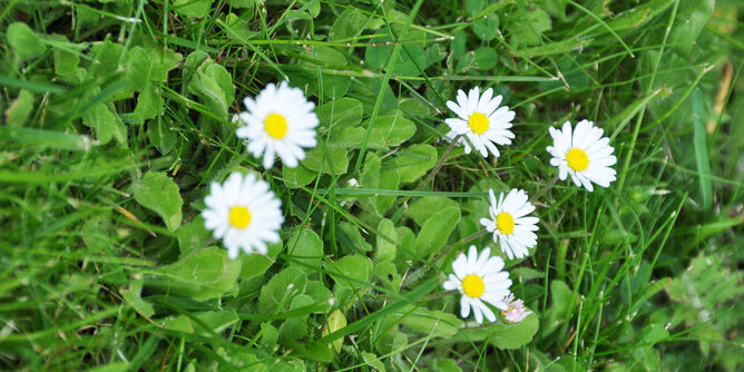 Gänseblümchen | © SONNENTOR Auf dem Foto sieht man mehrere Gänseblümchen auf einer Wiese stehen. | © SONNENTOR